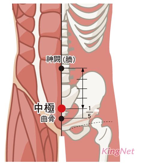 中極穴的定位正確的是|中極